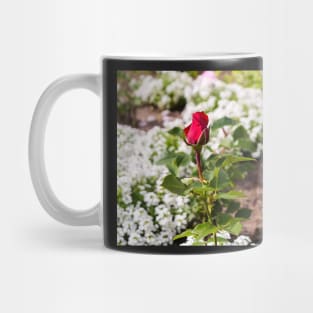 Red rose on blurry background Mug